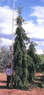 Picea Abies 'Pendula'